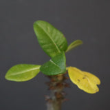 P.ウィンゾリー（実生）331