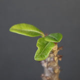 P.ウィンゾリー（実生）142