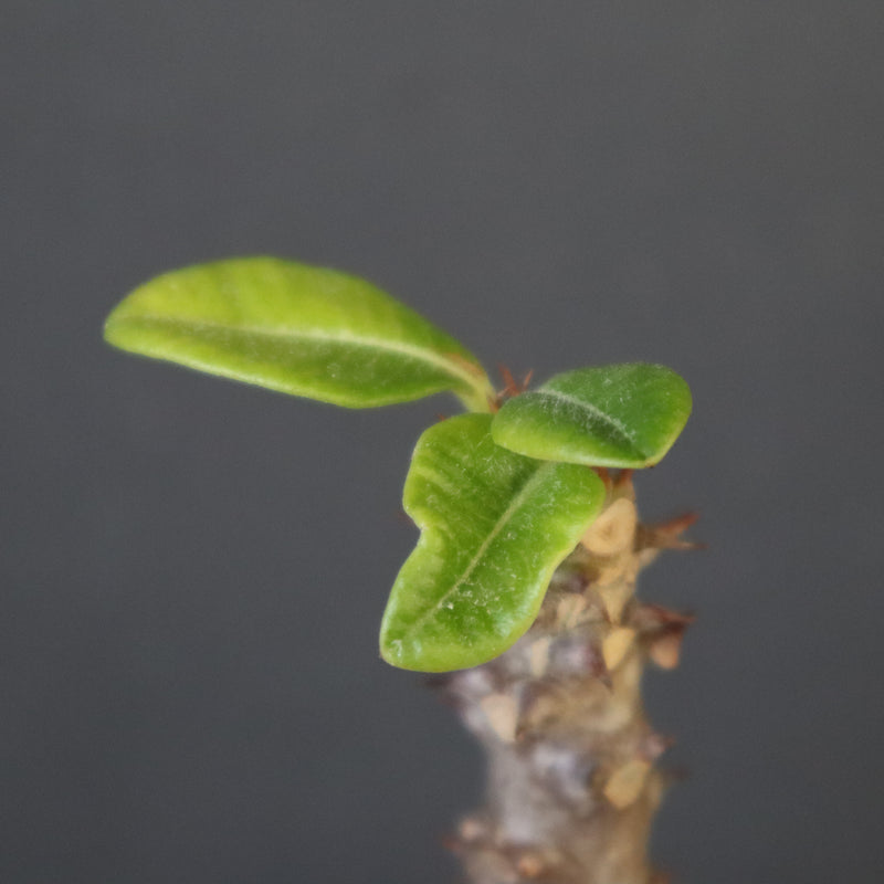 P.ウィンゾリー（実生）142