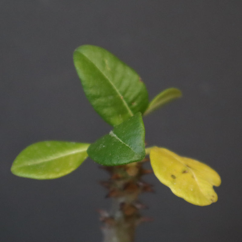 P.ウィンゾリー（実生）331