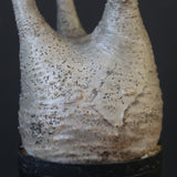 P.グラキリス 1625