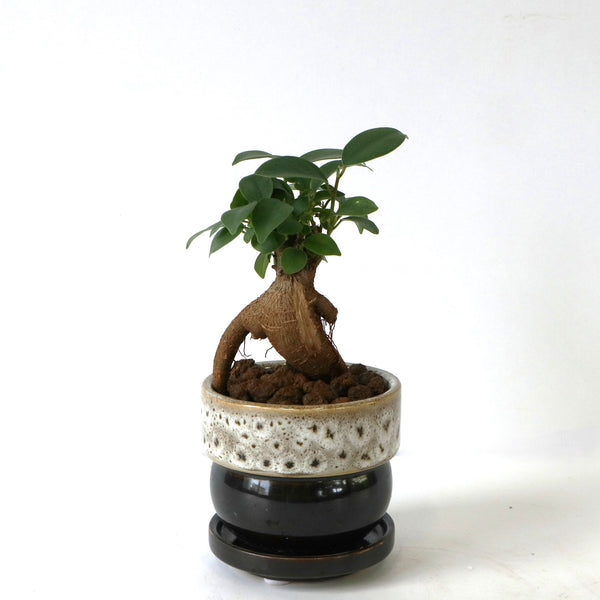 観葉植物 – 2ページ目 – TaiShoDo ONLINE SHOP