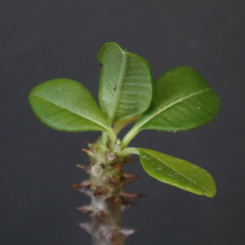 P.ウィンゾリー（実生）331