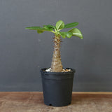 P.ウィンゾリー（実生）157