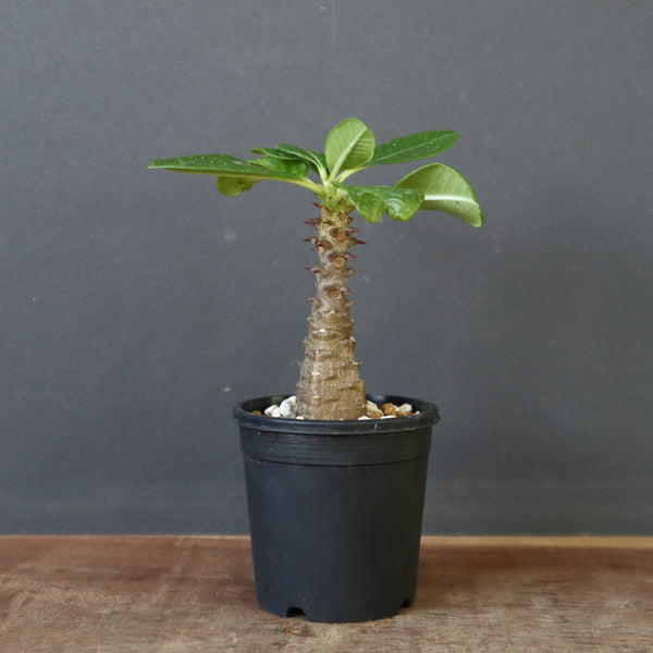 P.ウィンゾリー（実生）157