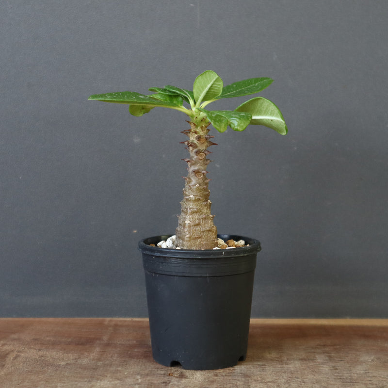 P.ウィンゾリー（実生）157