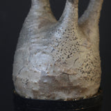 P.グラキリス 1625