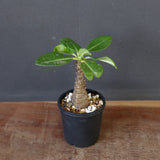 P.ウィンゾリー（実生）157