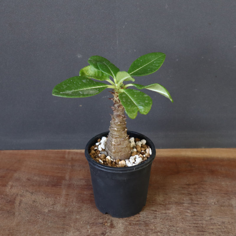 P.ウィンゾリー（実生）157