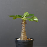 P.ウィンゾリー（実生）157