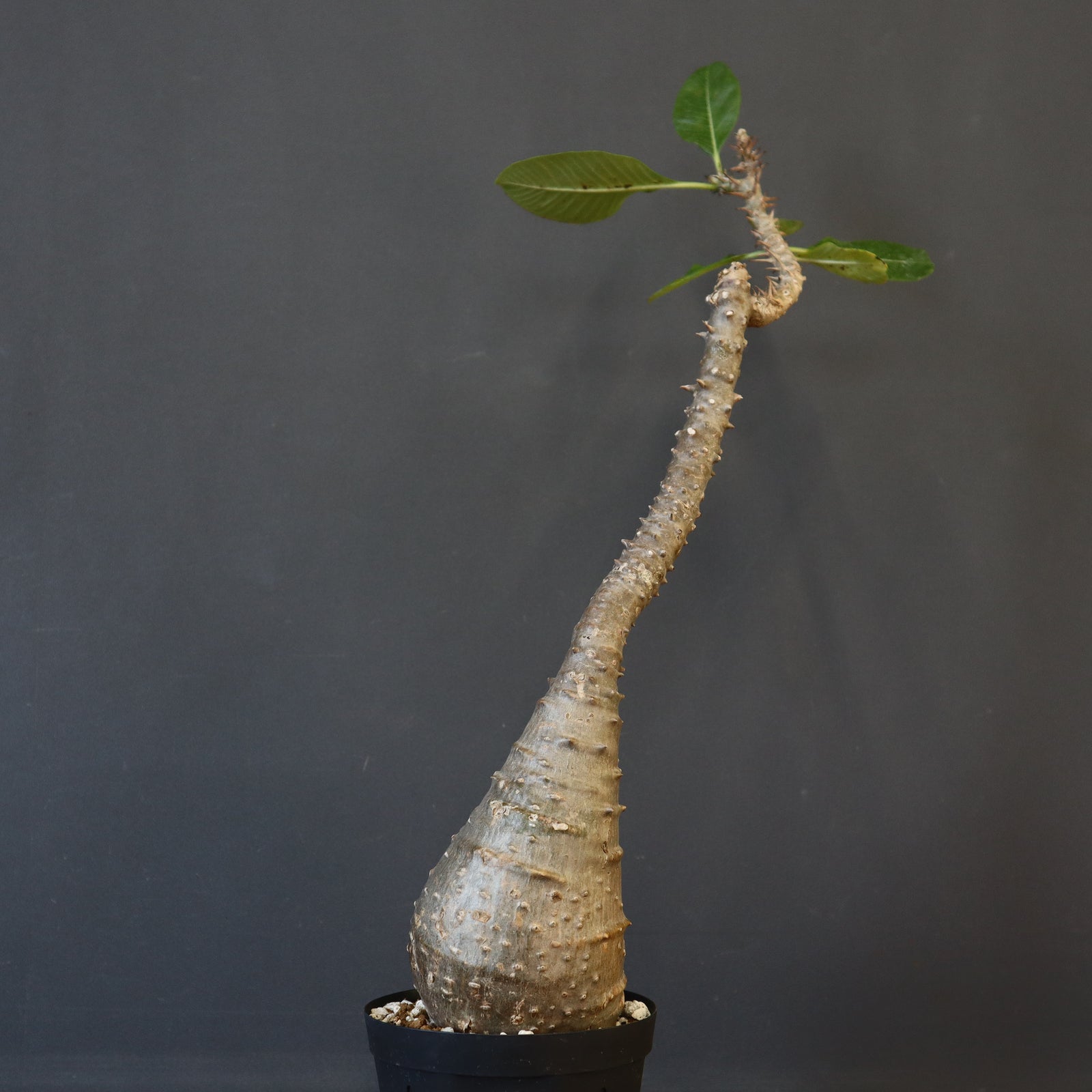 P.ウィンゾリー EC1215 – TaiShoDo ONLINE SHOP