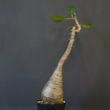 P.ウィンゾリー EC1215