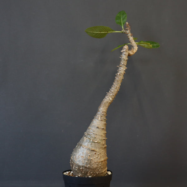 P.ウィンゾリー EC1215