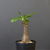 P.ウィンゾリー（実生）157