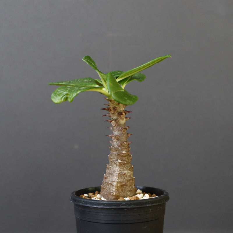 P.ウィンゾリー（実生）157