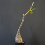 P.ウィンゾリー EC1215