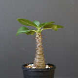 P.ウィンゾリー（実生）157