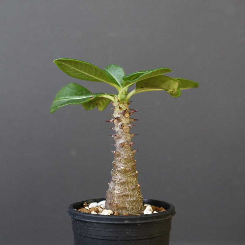 P.ウィンゾリー（実生）157