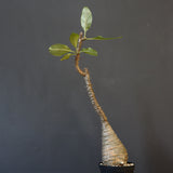 P.ウィンゾリー EC1215