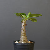 P.ウィンゾリー（実生）157