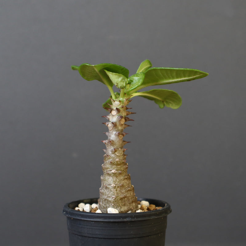 P.ウィンゾリー（実生）157