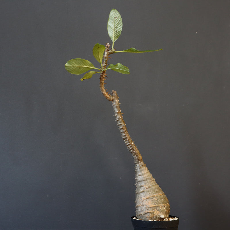 P.ウィンゾリー EC1215