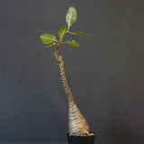 P.ウィンゾリー EC1215