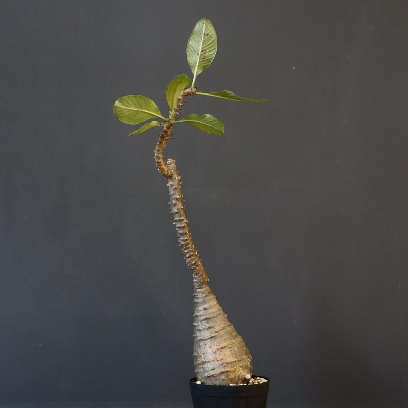 P.ウィンゾリー EC1215