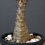 P.ウィンゾリー（実生）157