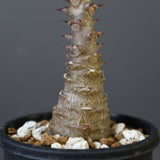 P.ウィンゾリー（実生）157