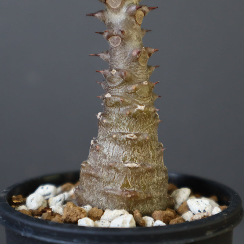 P.ウィンゾリー（実生）157