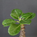 P.ウィンゾリー（実生）157