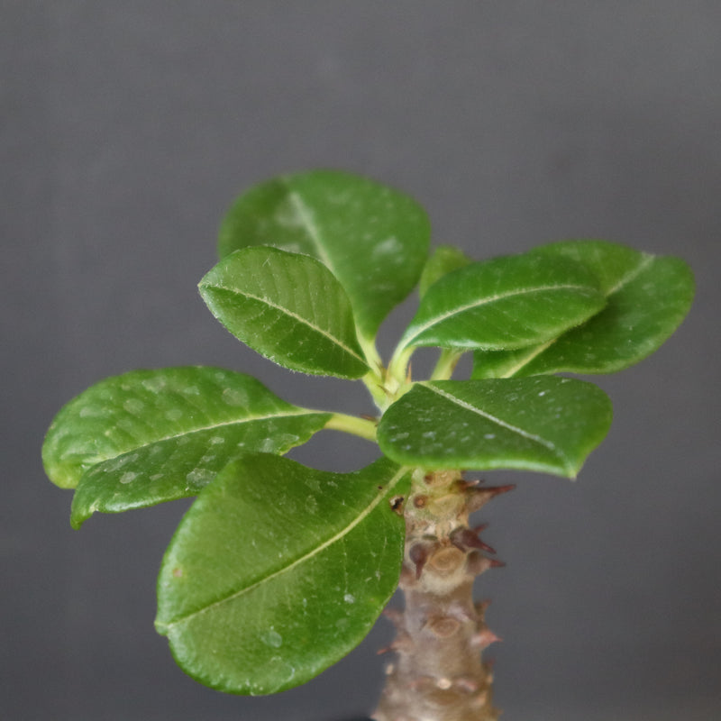 P.ウィンゾリー（実生）157