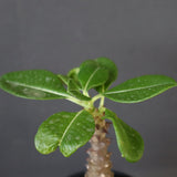 P.ウィンゾリー（実生）157