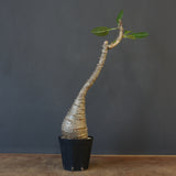 P.ウィンゾリー EC1215