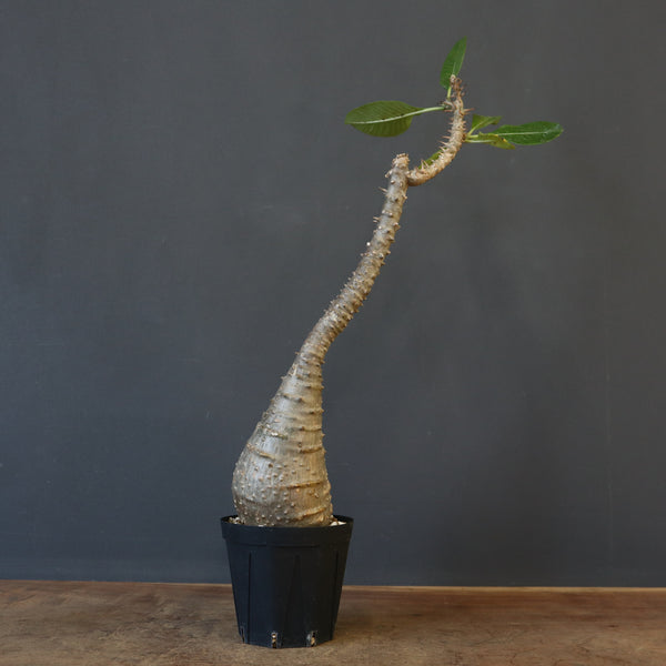 P.ウィンゾリー EC1215