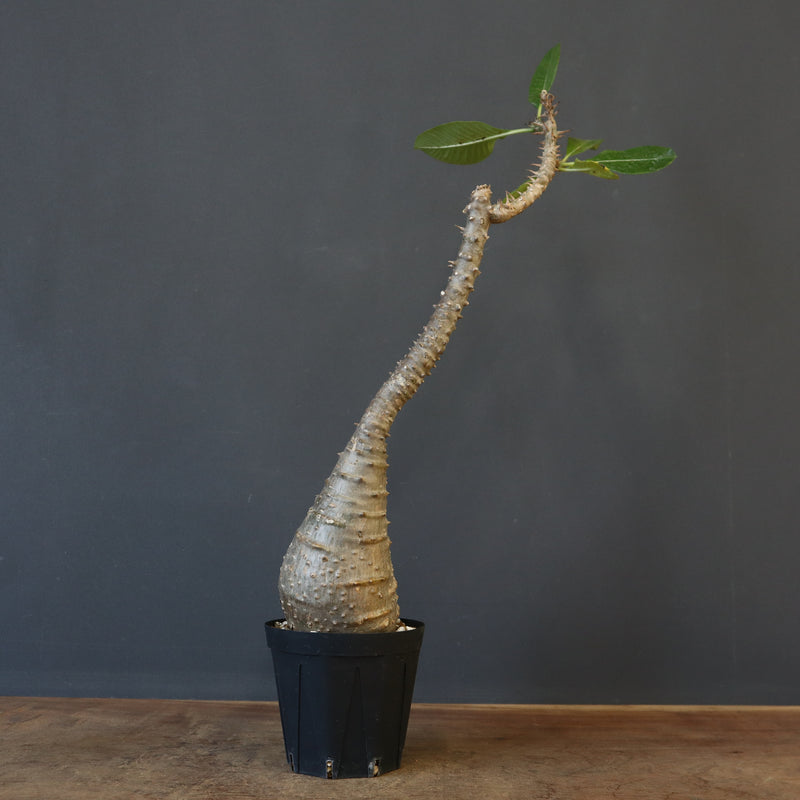 P.ウィンゾリー EC1215