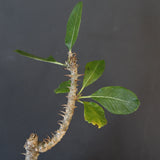 P.ウィンゾリー EC1215