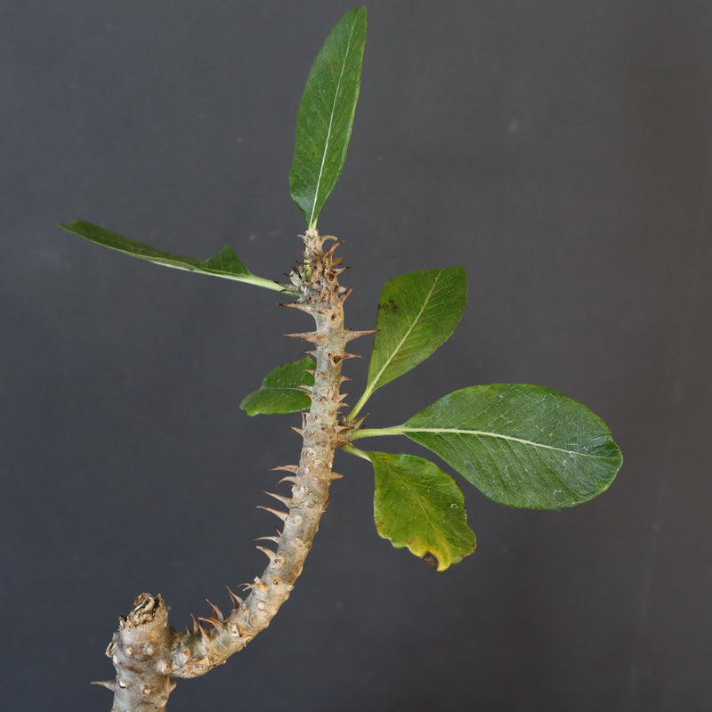 P.ウィンゾリー EC1215