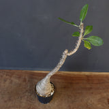 P.ウィンゾリー EC1215