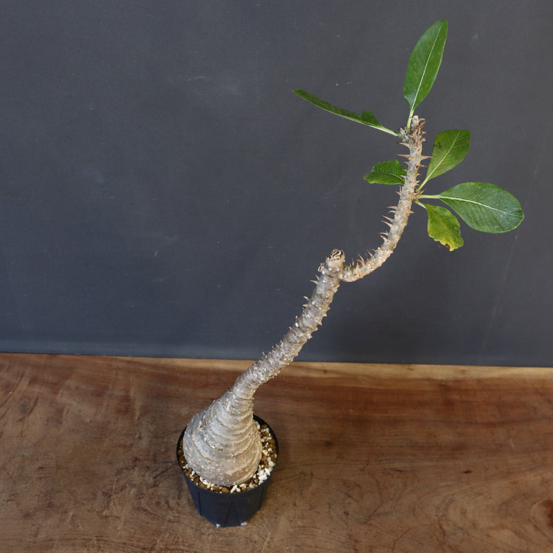 P.ウィンゾリー EC1215