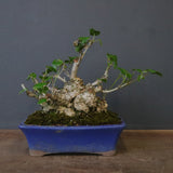 オオハマボウ　EC1699