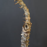 P.ウィンゾリー EC1215