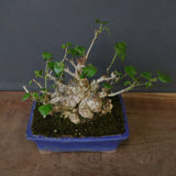 オオハマボウ　EC1699