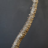 P.ウィンゾリー EC1215