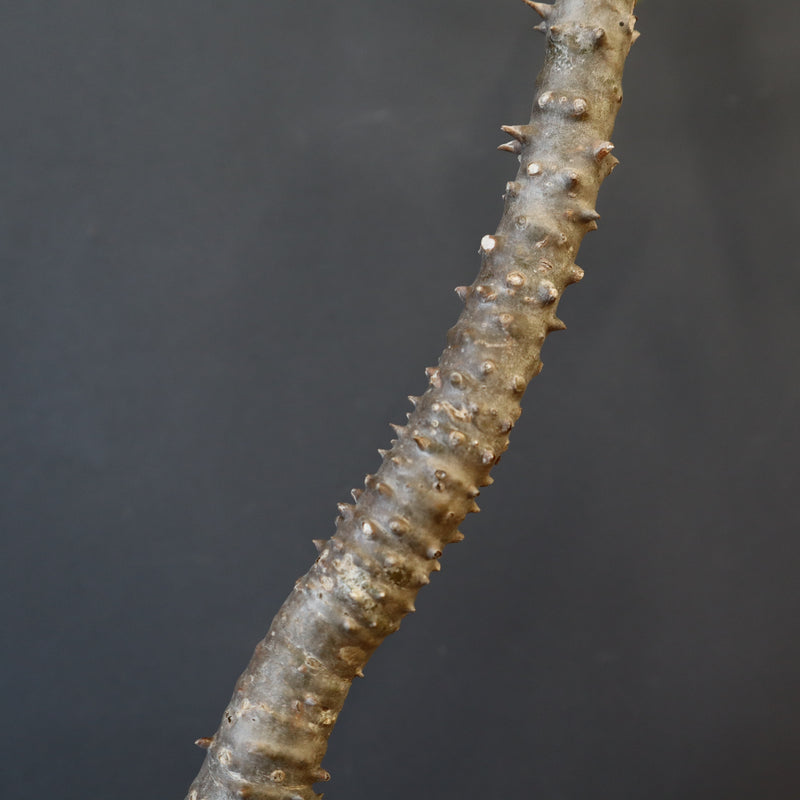 P.ウィンゾリー EC1215