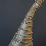 P.ウィンゾリー EC1215