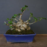 オオハマボウ　EC1699