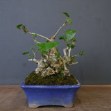 オオハマボウ　EC1699