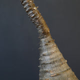 P.ウィンゾリー EC1215